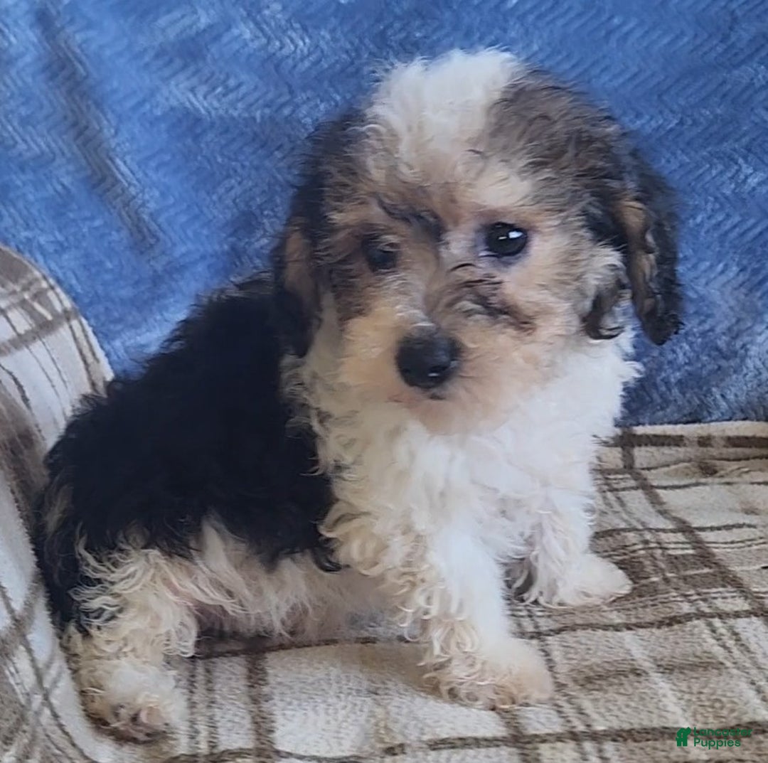 Mixed Breed dogs for sale: Max - Ad 9