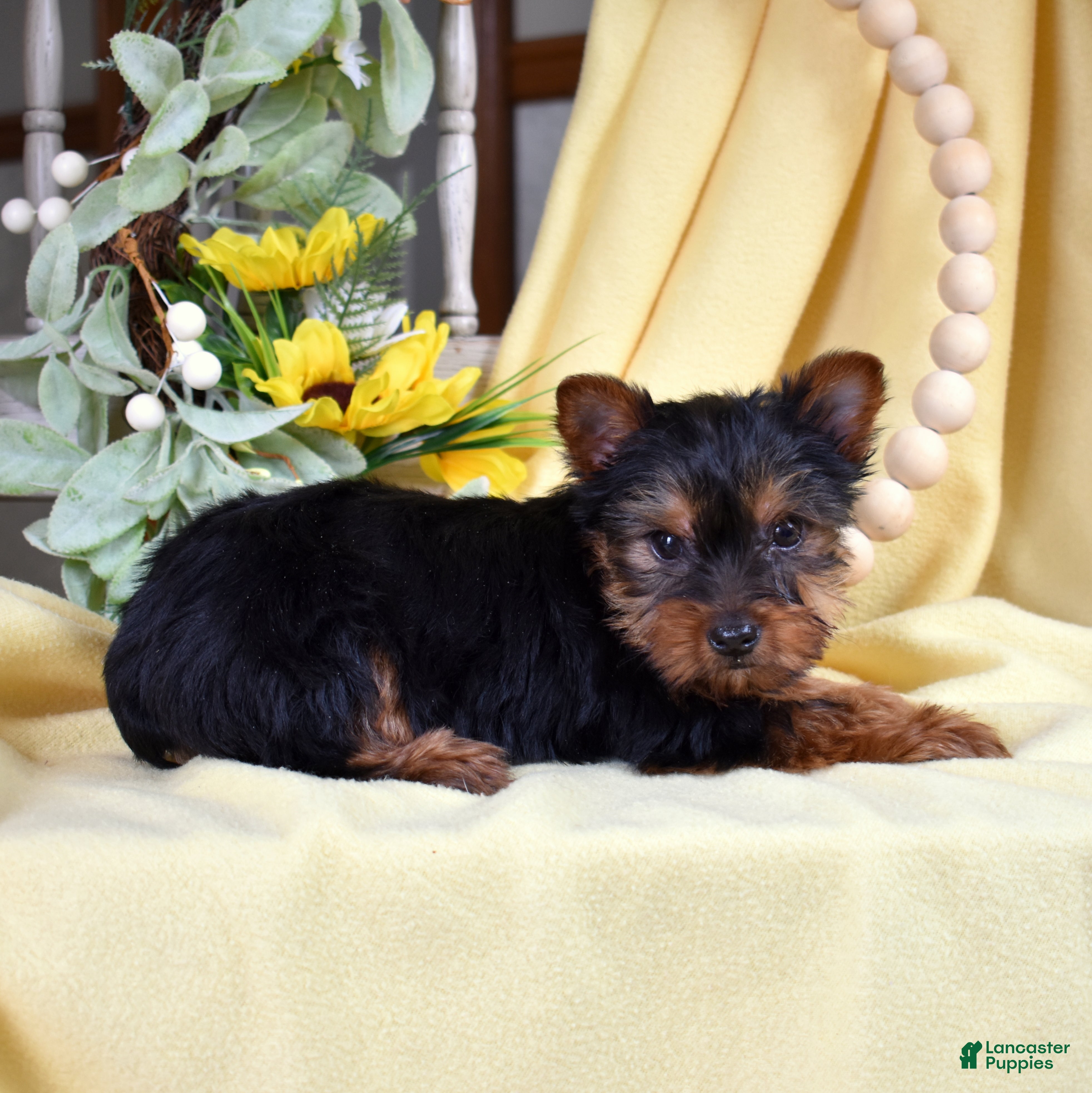 Yorkshire Terrier dogs Rusty  - Ad 2