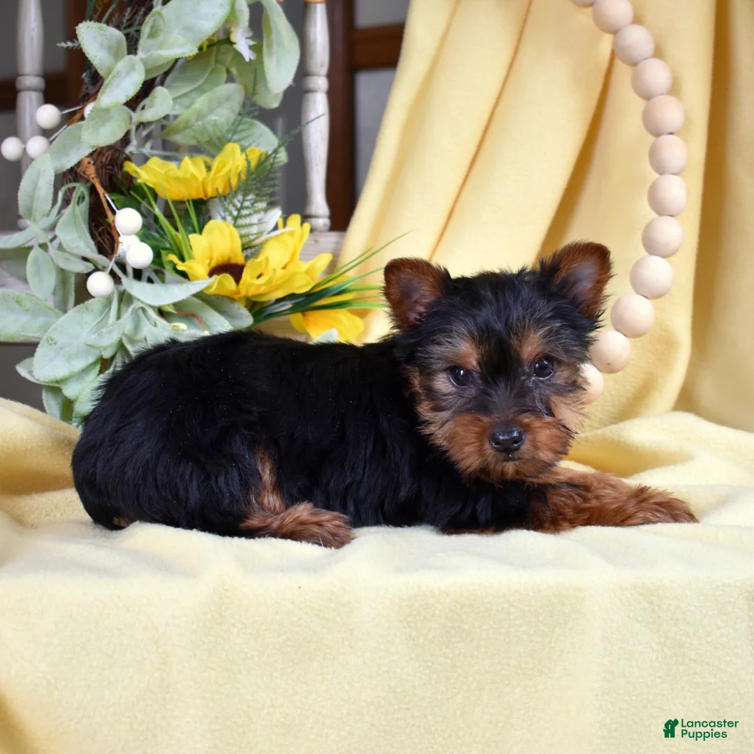 Yorkshire Terrier dogs for sale: Rusty  - Ad 2