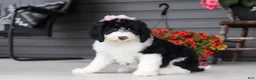 Sheepadoodle dogs for sale: Lila - Ad 3