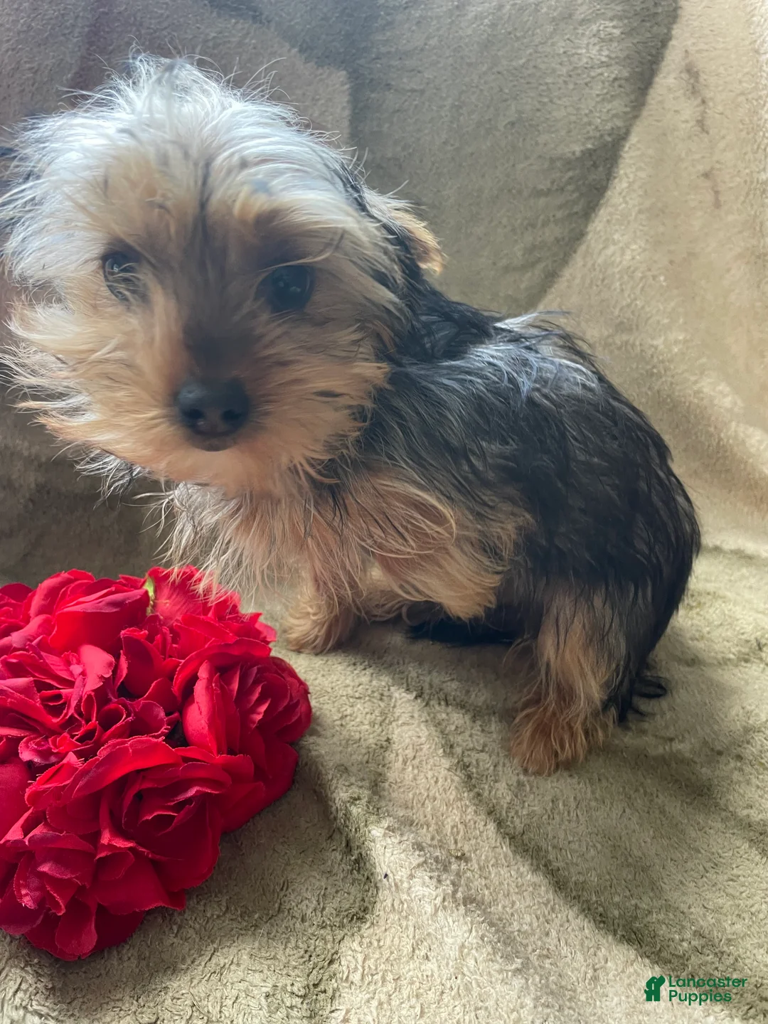 Yorkshire Terrier dogs for sale: Buddy - Ad 1