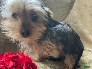 Yorkshire Terrier dogs Buddy - Ad 30