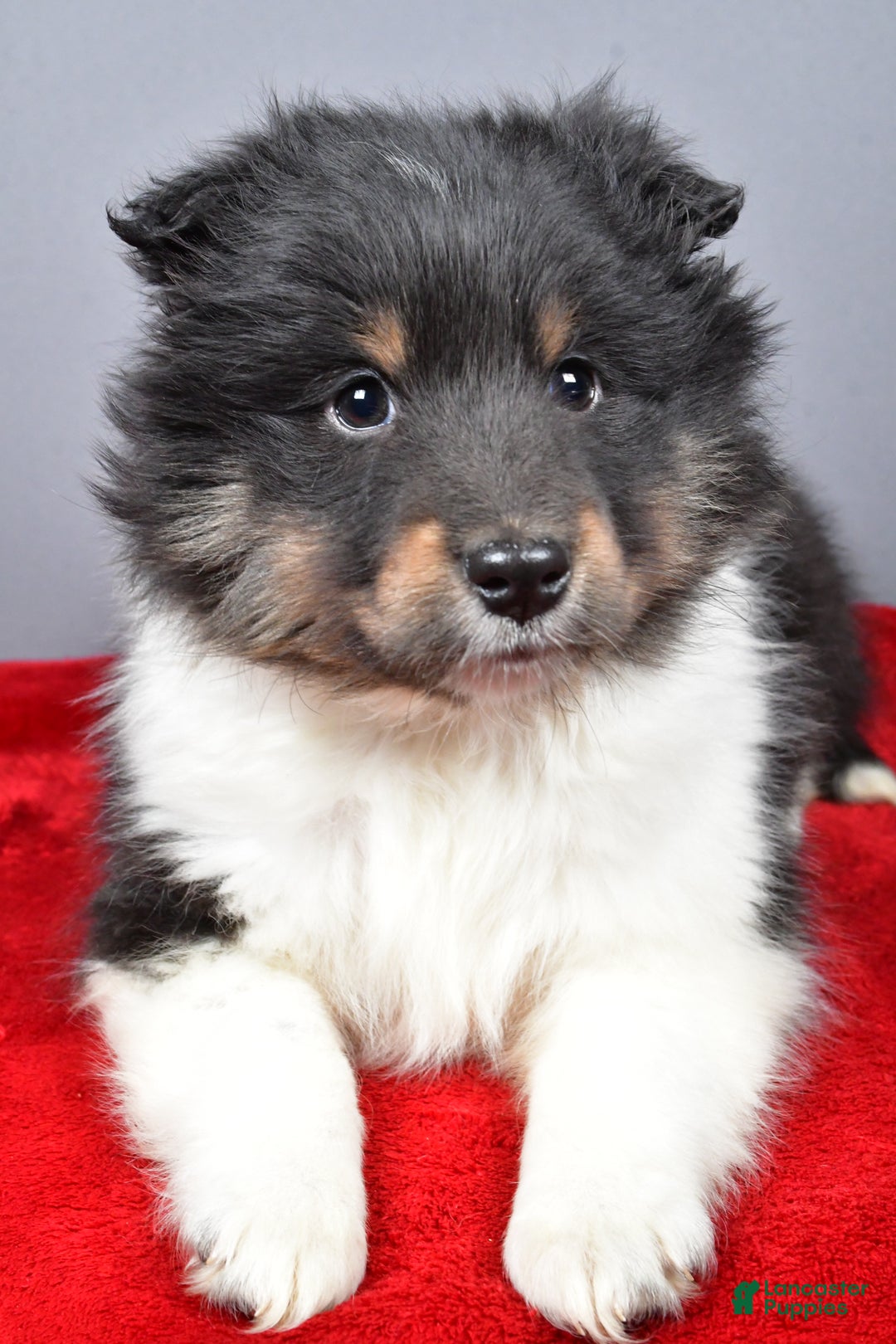 Shetland Sheepdog dogs for sale: Trixie - Ad 4