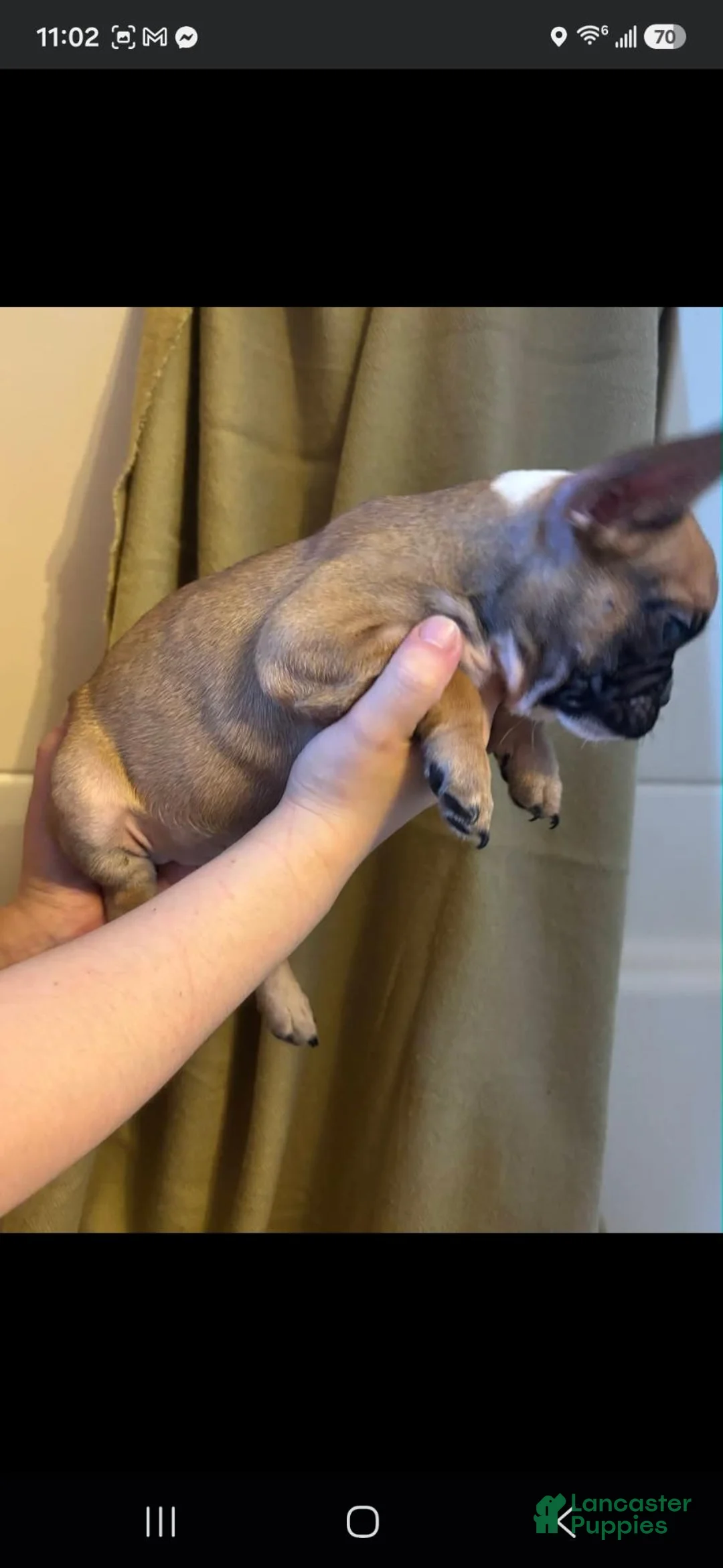 French Bulldog dogs for sale: French Bulldog 3 - Ad 2