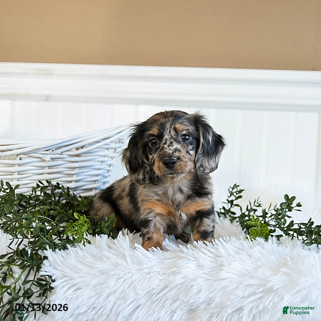 Miniature Dachshund dogs for sale: Muffin - Ad 4