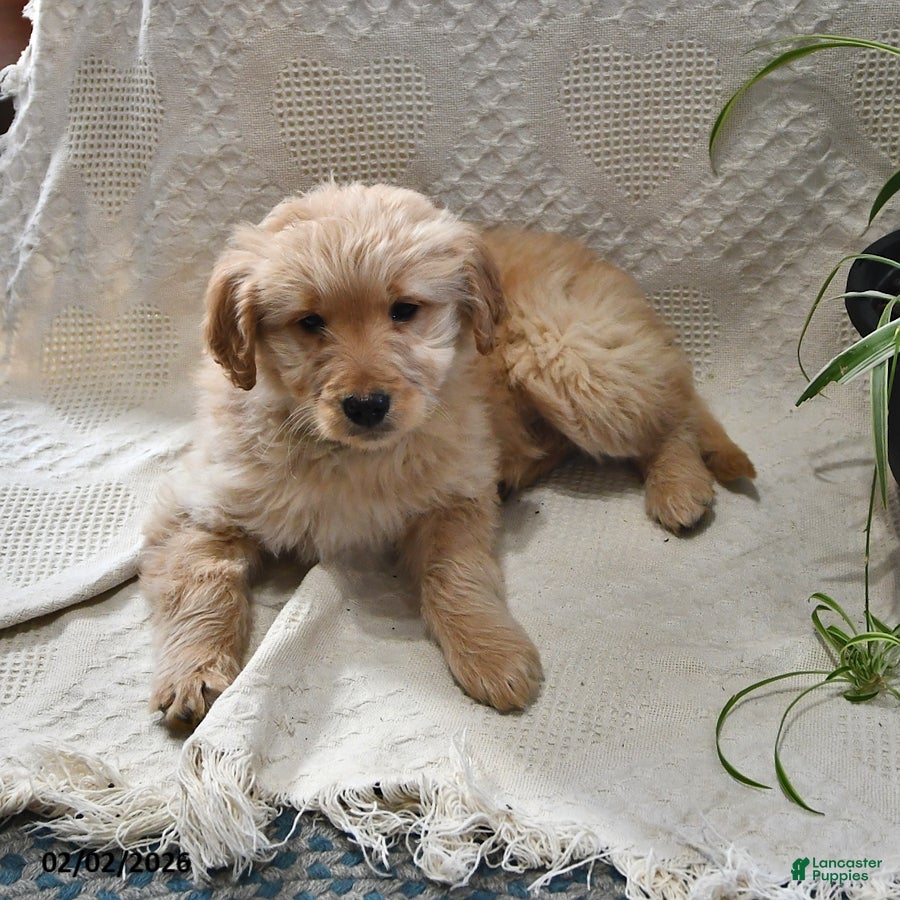 Goldendoodle dogs Haylee - Ad 39