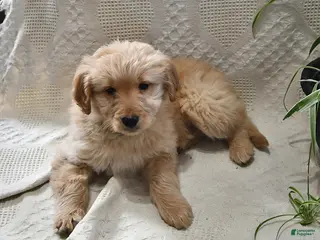 Goldendoodle dogs Haylee - Ad 39