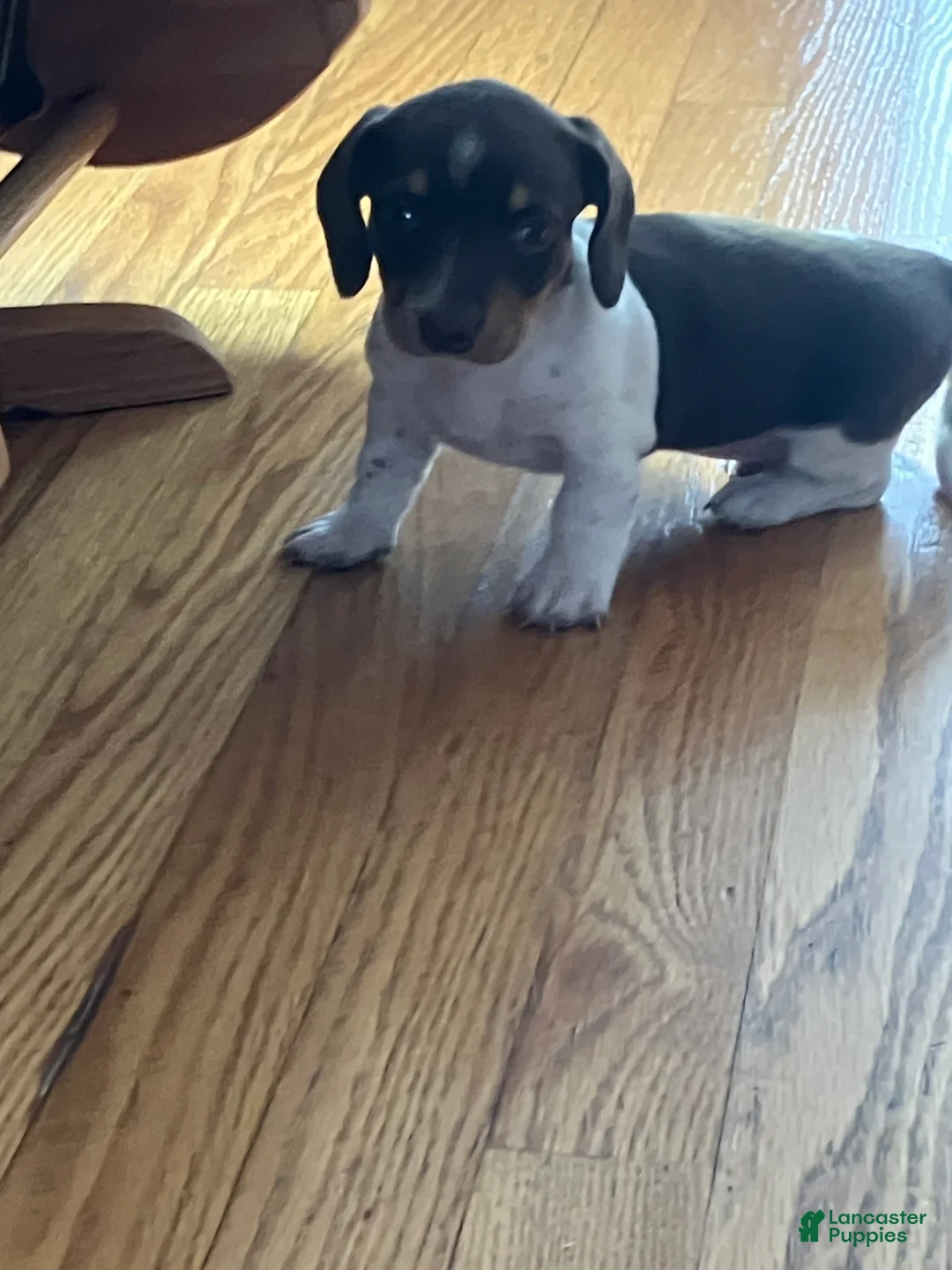 Miniature Dachshund dogs for sale: Akc Melissa - Ad 6