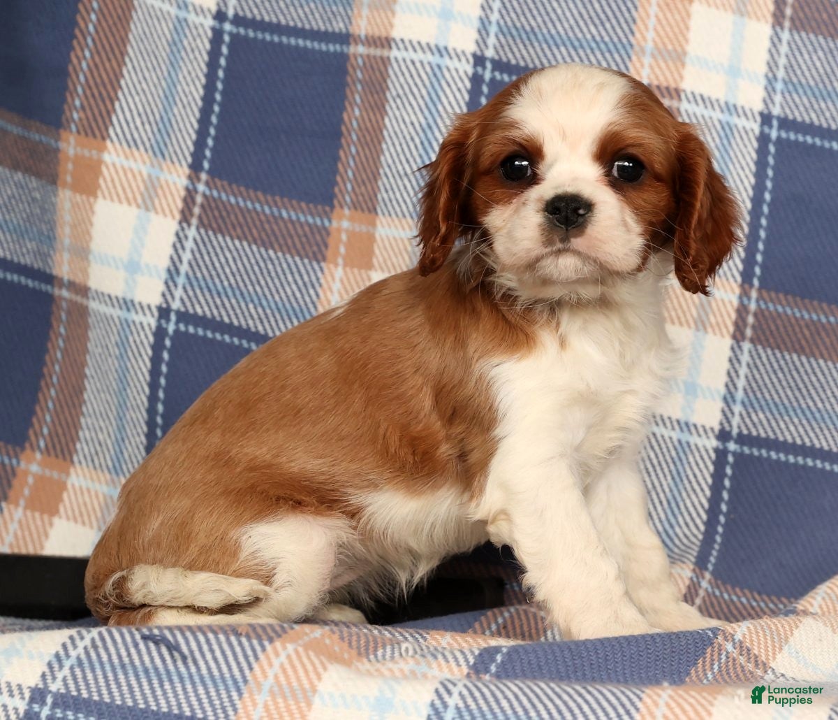 Cavalier King Charles Spaniel dogs Crystal - Ad 11