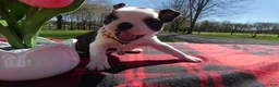 Boston Terrier dogs for sale: Boston Terrier Puppy 8 Molly - Ad 4