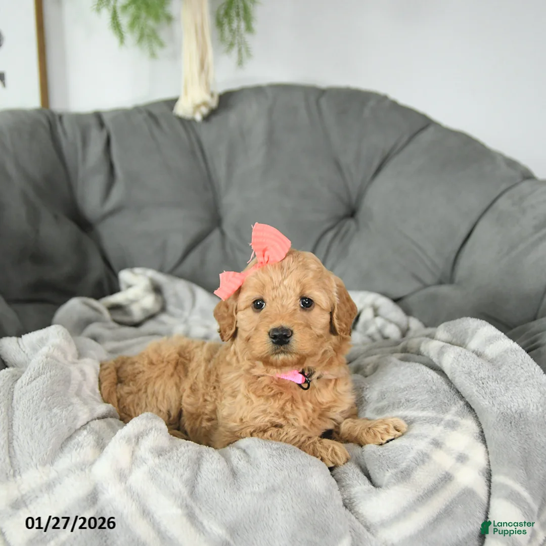 Mini Goldendoodle dogs for sale: Sweetheart - Ad 2