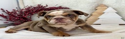 English Bulldog dogs for sale: Sage - Ad 2