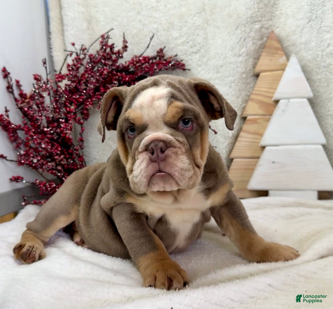 English Bulldog dogs for sale: Sage - Ad 2