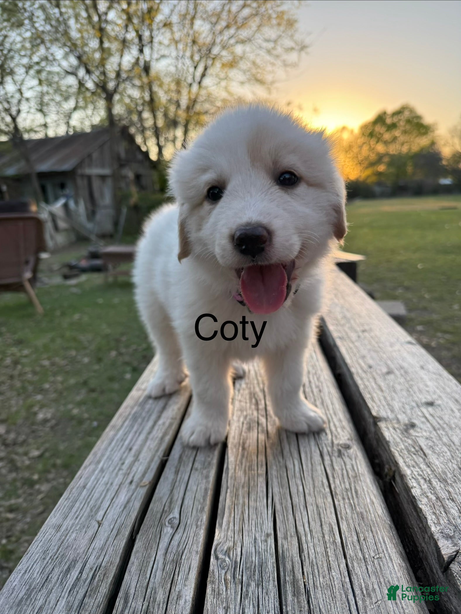 Great Pyrenees dogs Great Pyrenees Puppy 3 - Coty - Ad 1