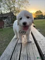 Great Pyrenees Puppy 3 - Coty