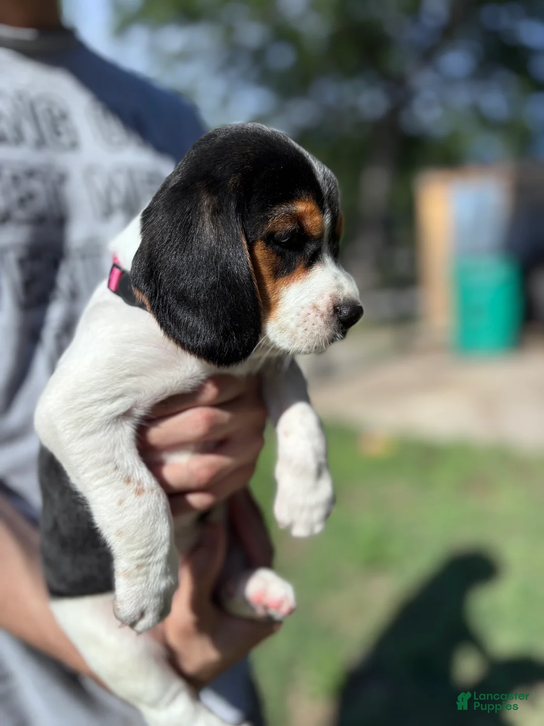 Beagle dogs for sale: Princess 💗 - Ad 1