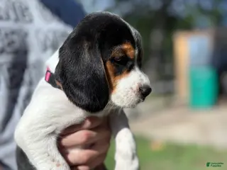 Beagle dogs for sale: Princess 💗 - Ad 4