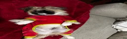 Pekingese dogs for sale: Breezy - Ad 6