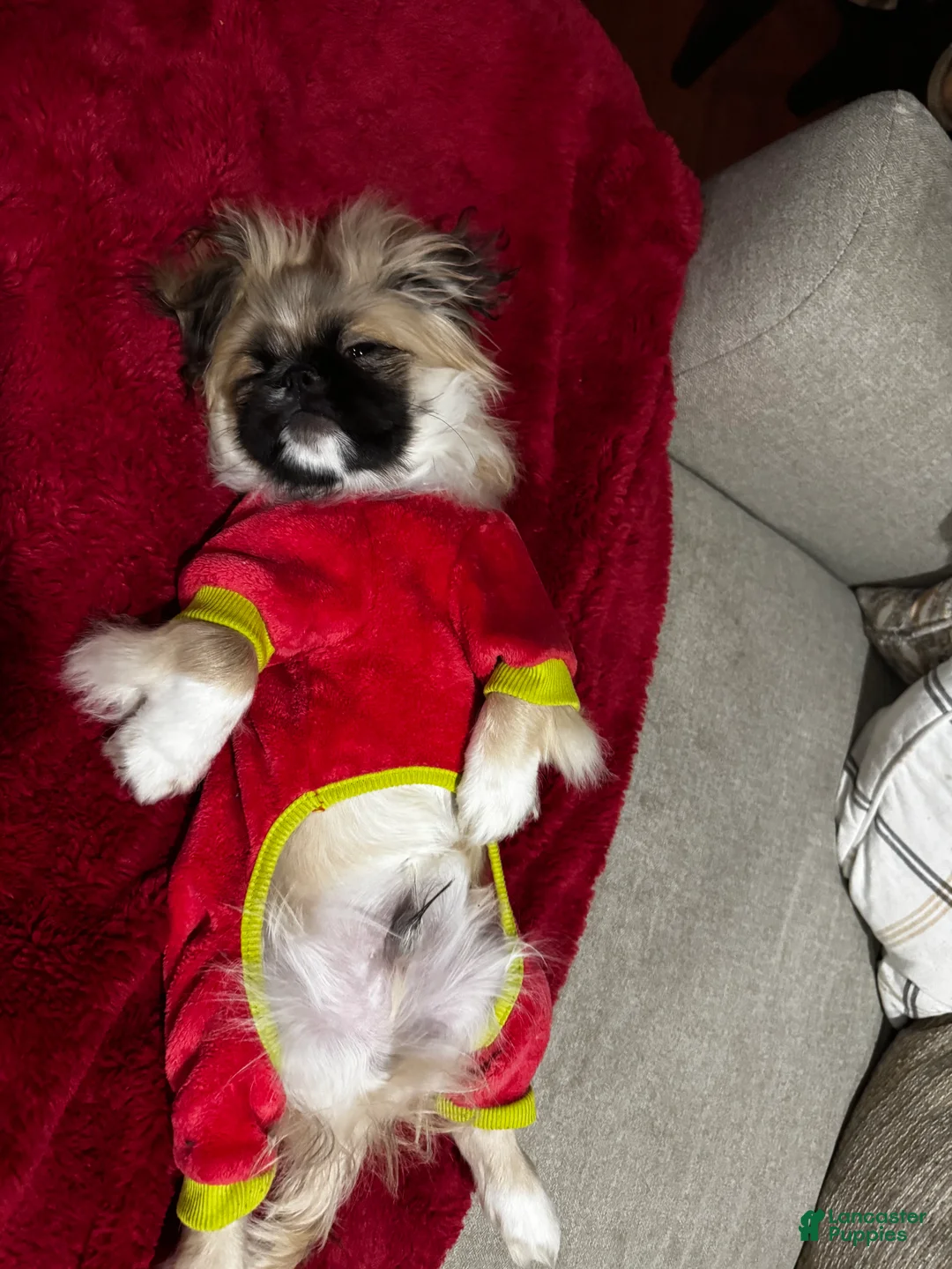 Pekingese dogs for sale: Breezy - Ad 6