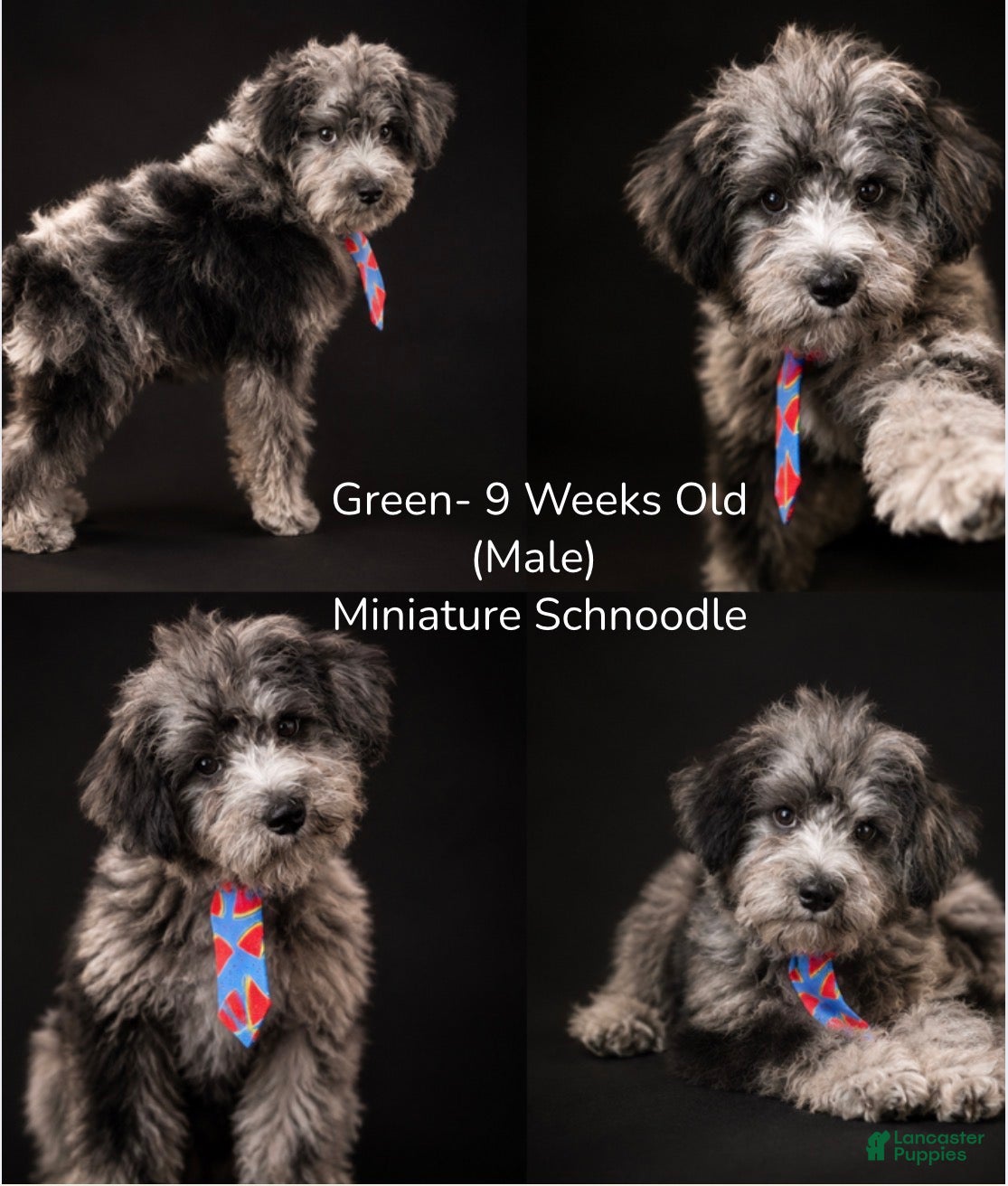 Schnoodle dogs Schnoodle Puppy 3 - Ad 5
