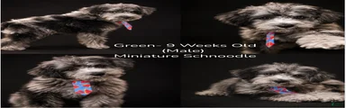 Schnoodle Puppy 3