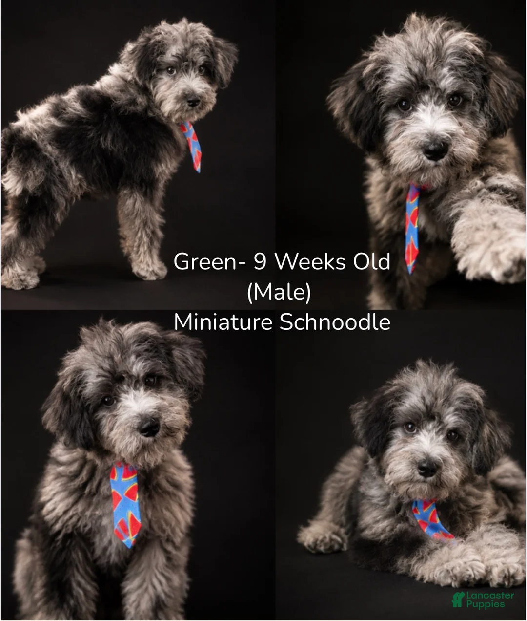 Schnoodle dogs for sale: Schnoodle Puppy 3 - Ad 1