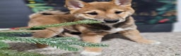 Shiba Inu dogs for sale: Koda - Ad 1