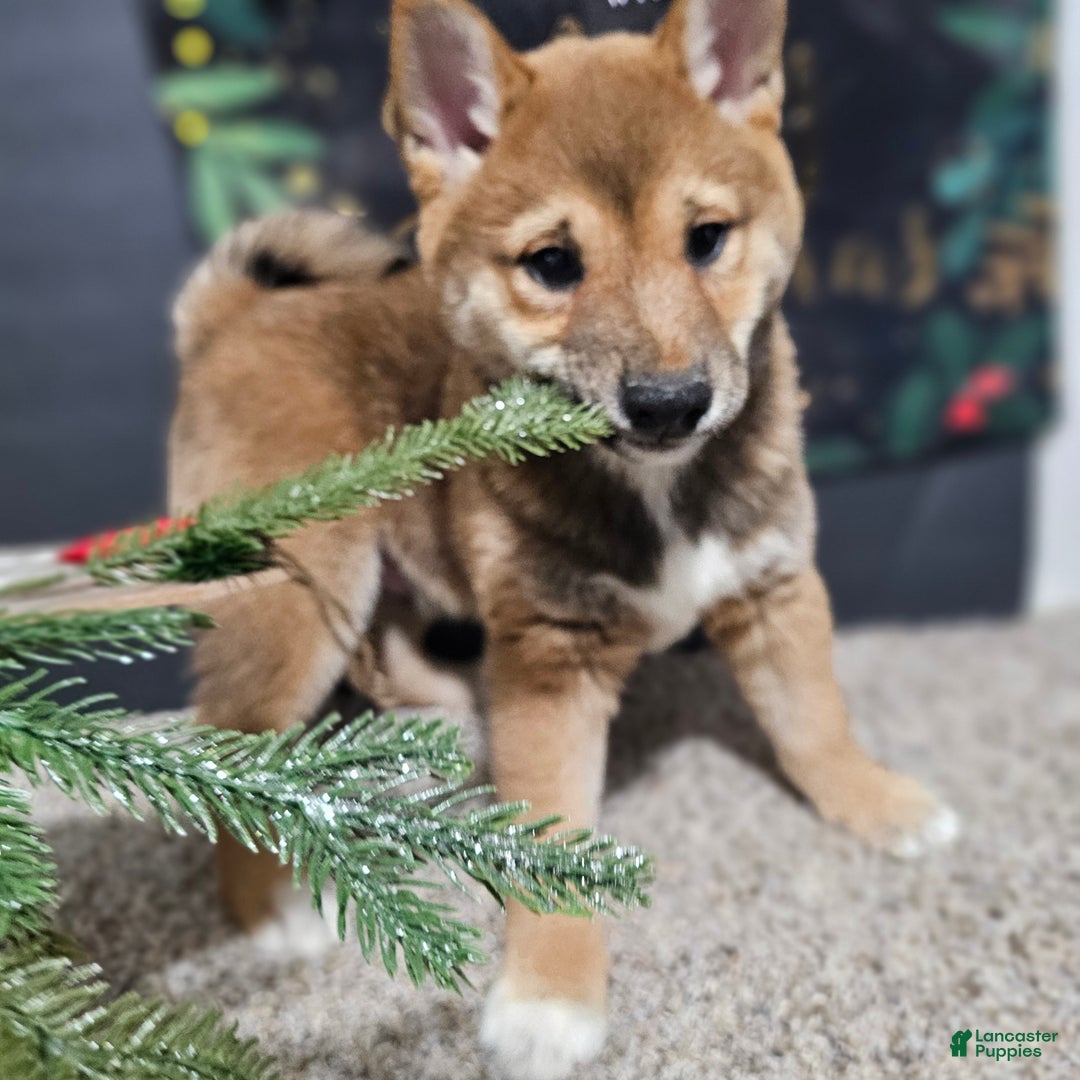 Shiba Inu dogs for sale: Koda - Ad 1