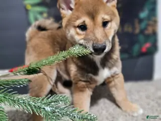 Shiba Inu dogs Koda - Ad 27