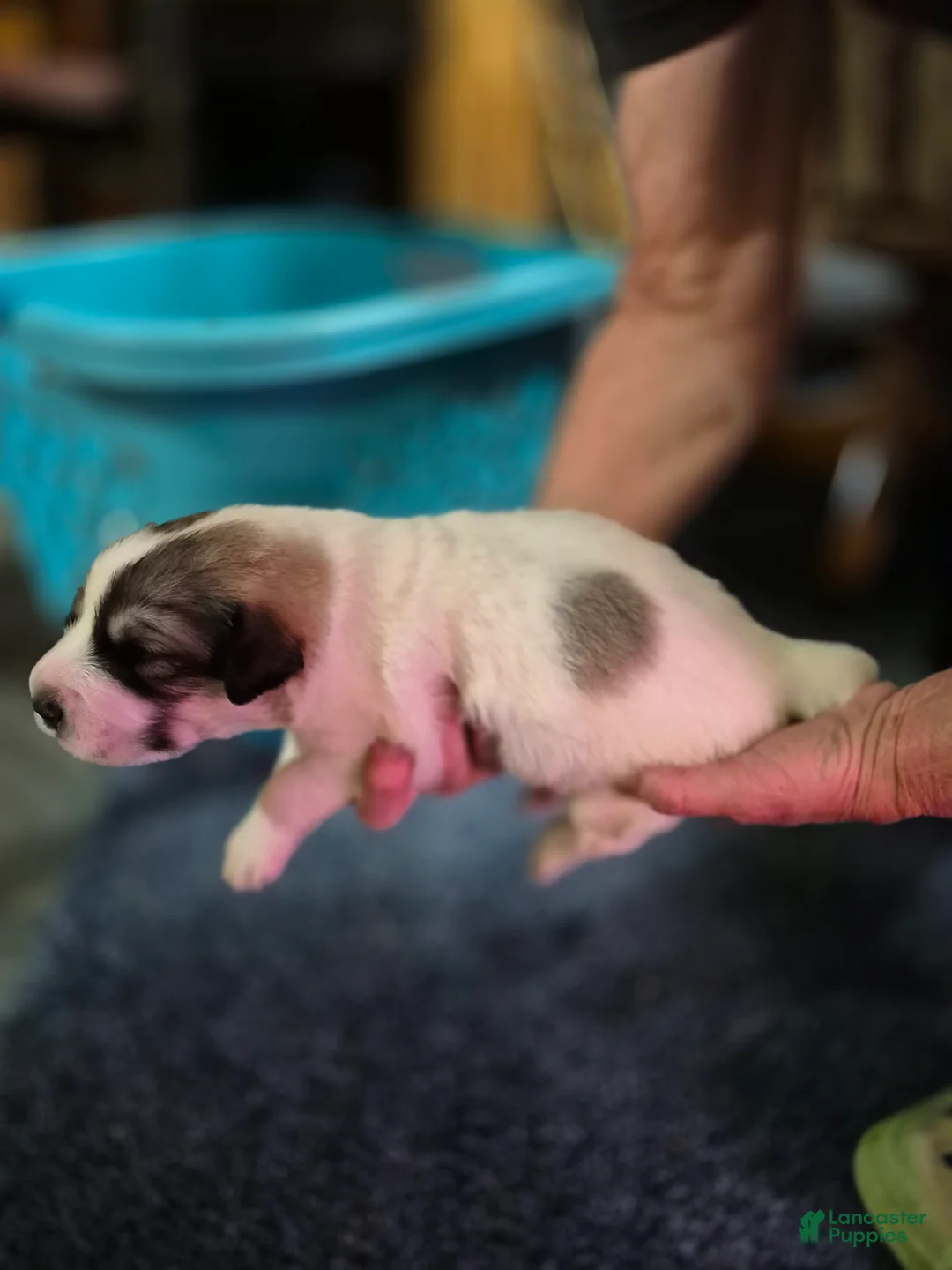 Great Pyrenees dogs for sale: Great Pyrenees Puppy 3 - Ad 2
