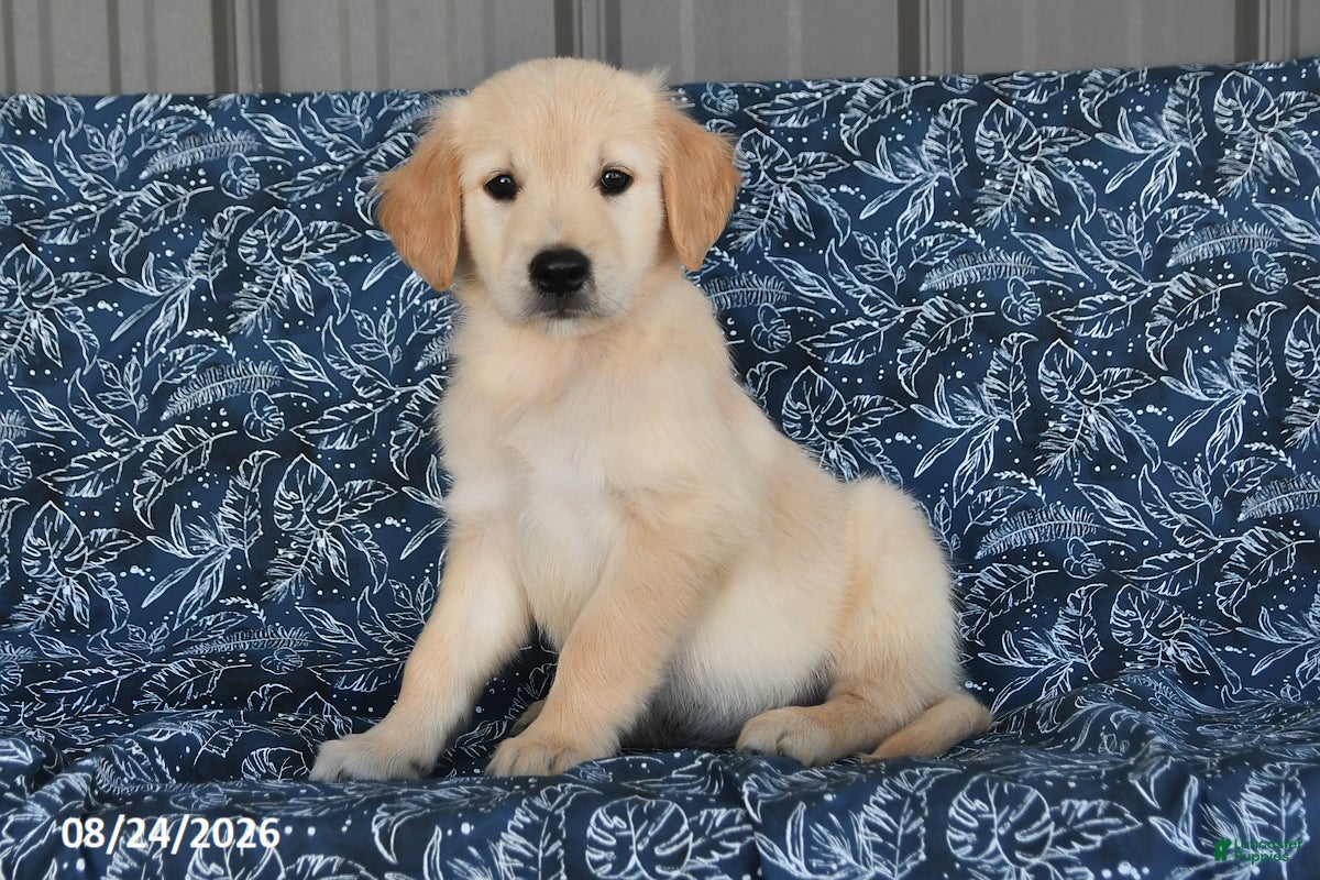 Golden Retriever dogs Sarge - Ad 1