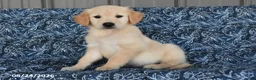 Golden Retriever dogs for sale: Sarge - Ad 1