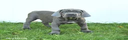 Cane Corso dogs for sale: Rookie - Ad 5