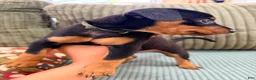 Miniature Pinscher dogs for sale: Loki - Ad 5