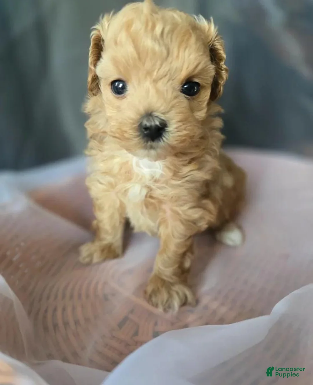 Maltipoo dogs for sale: Max - Ad 1