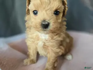 Maltipoo dogs Max - Ad 25