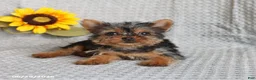 Yorkshire Terrier dogs for sale: Fluffy - Ad 3