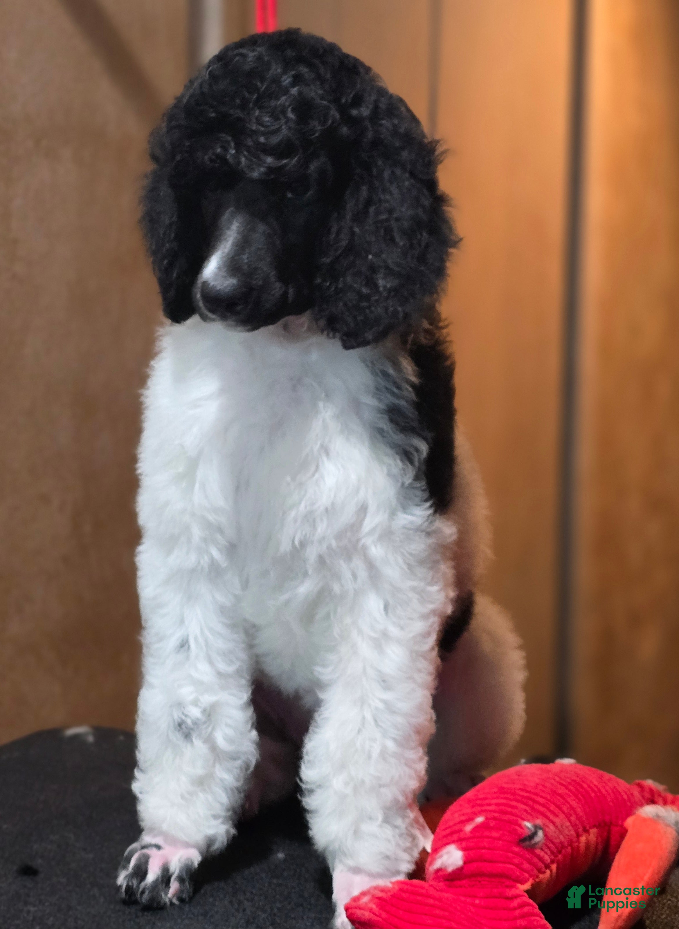 Standard Poodle dogs Oriel - Ad 35
