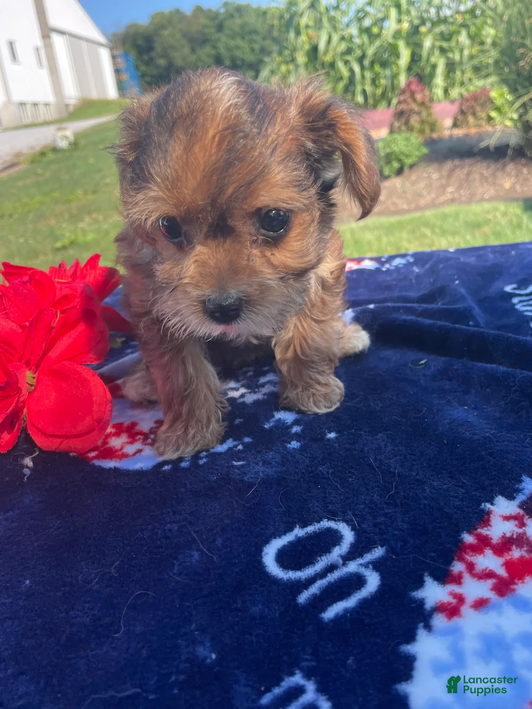 Yorkiepoo dogs for sale: Peanut - Ad 2