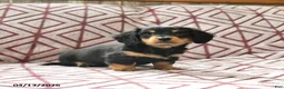 Miniature Dachshund dogs for sale: Chocolate - Ad 3