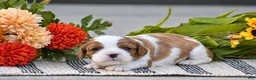 Cavalier King Charles Spaniel dogs for sale: Reagan - Ad 1
