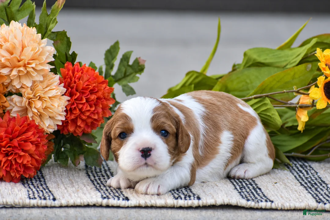 Cavalier King Charles Spaniel dogs for sale: Reagan - Ad 1