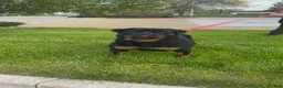 Rottweiler dogs for sale: Rottweiler Puppy 3 - Ad 16