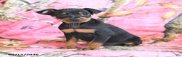 Miniature Pinscher dogs for sale: Queeny - Ad 2