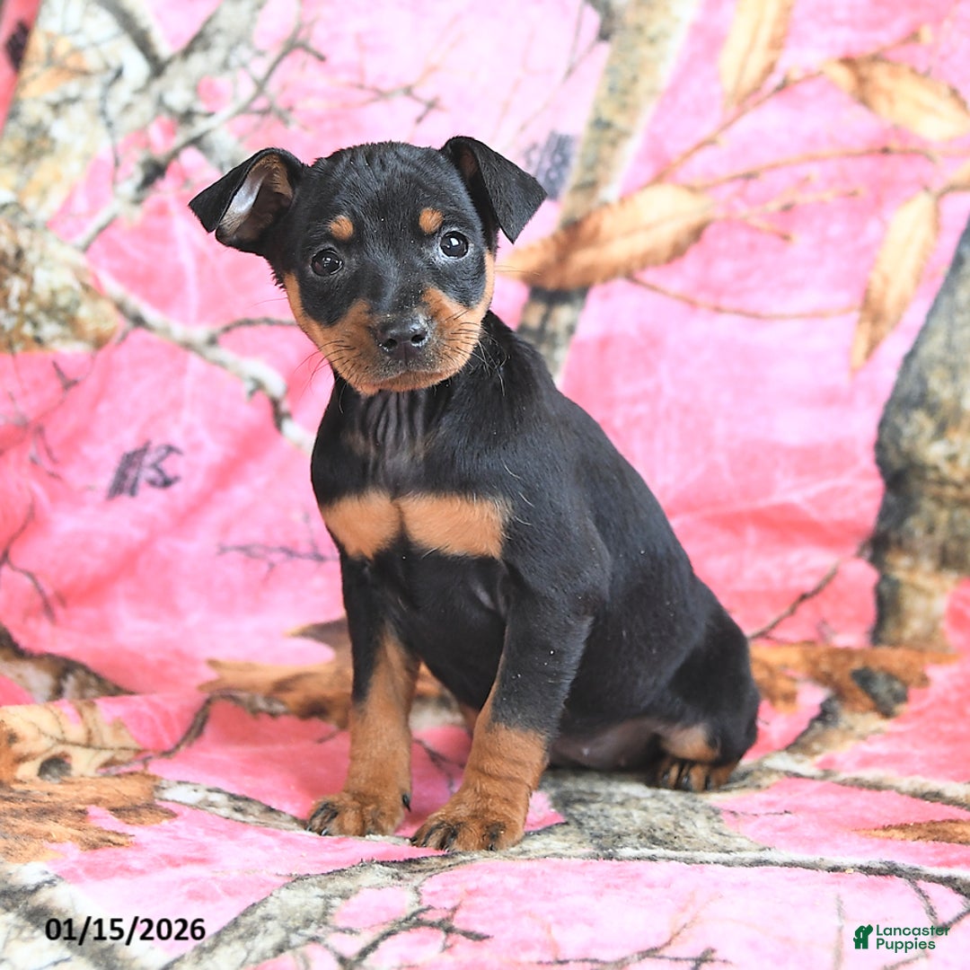 Miniature Pinscher dogs for sale: Queeny - Ad 2