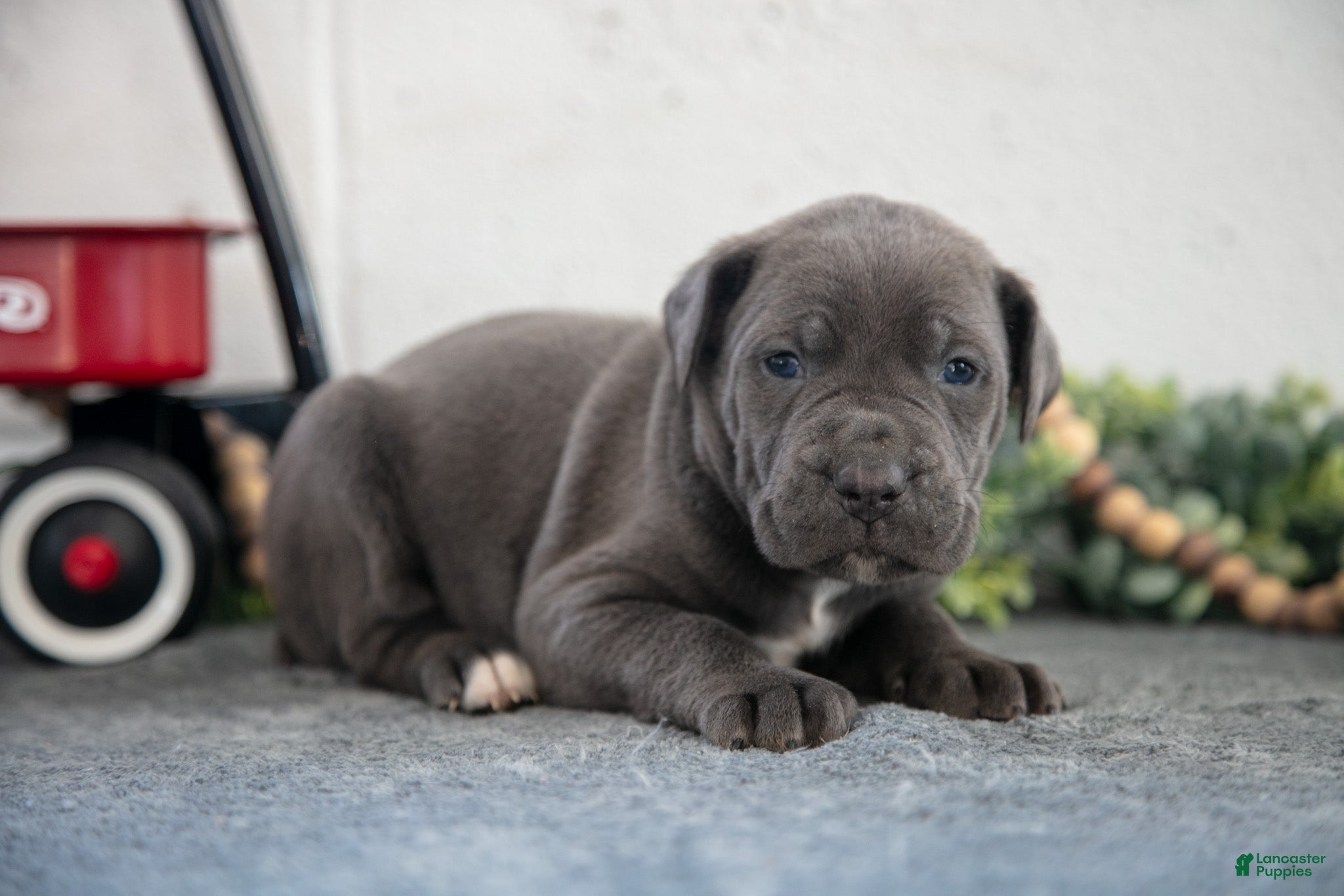 Cane Corso dogs Sam - Ad 2