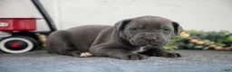 Cane Corso dogs for sale: Sam - Ad 2