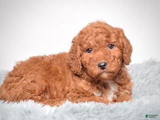 Mini Goldendoodle dogs - Ad 6