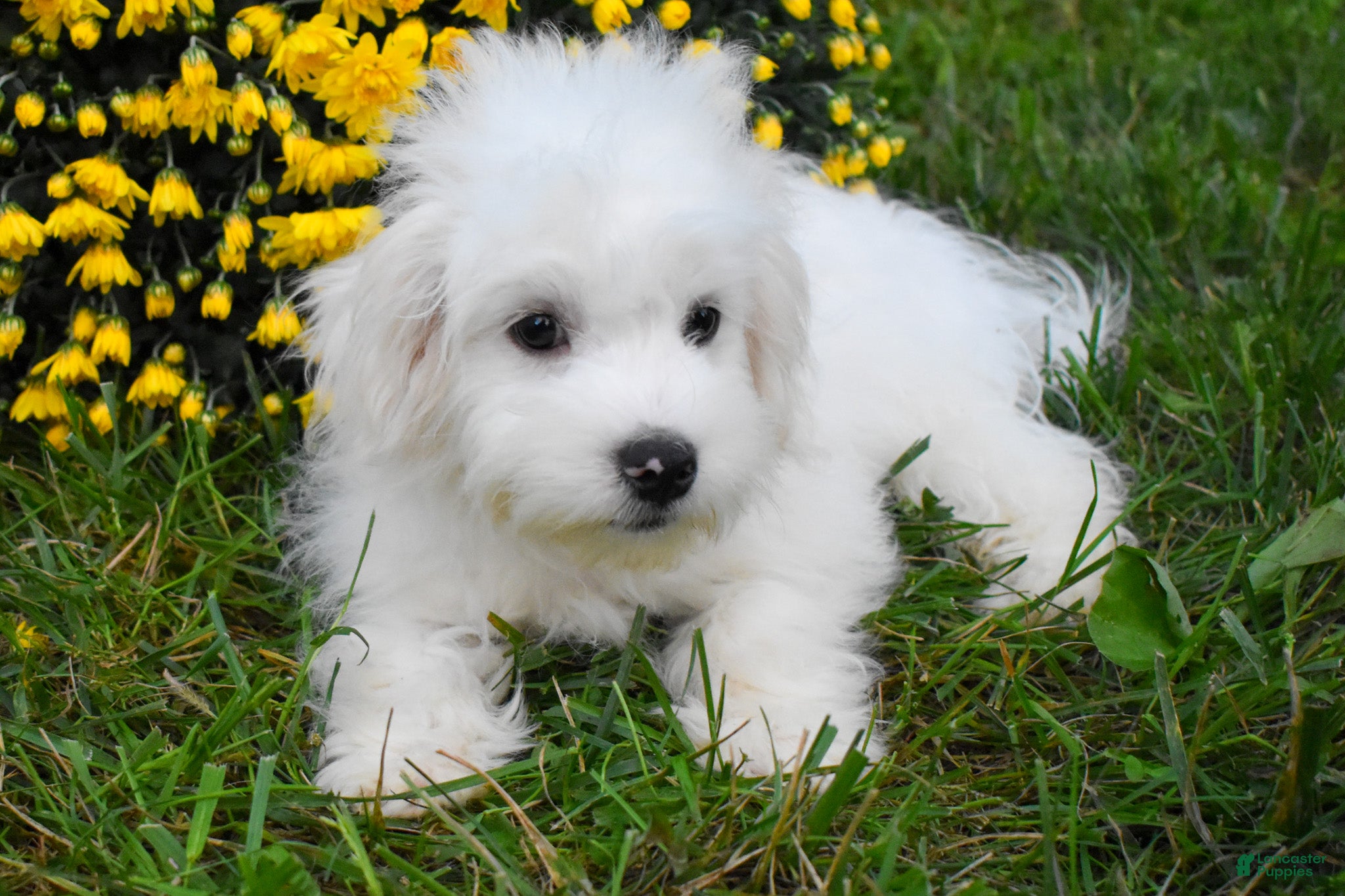 Maltese