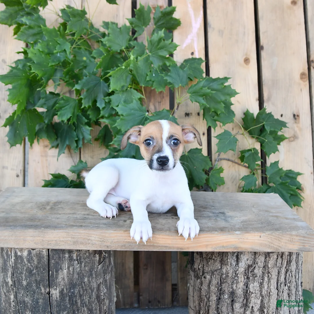 Jack Russell Terrier dogs for sale: Tasha - Ad 1